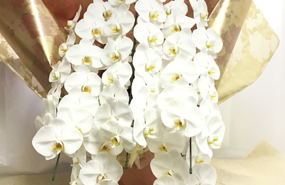 Phalaenopsis Orchid 末永く美しい大輪の胡蝶蘭